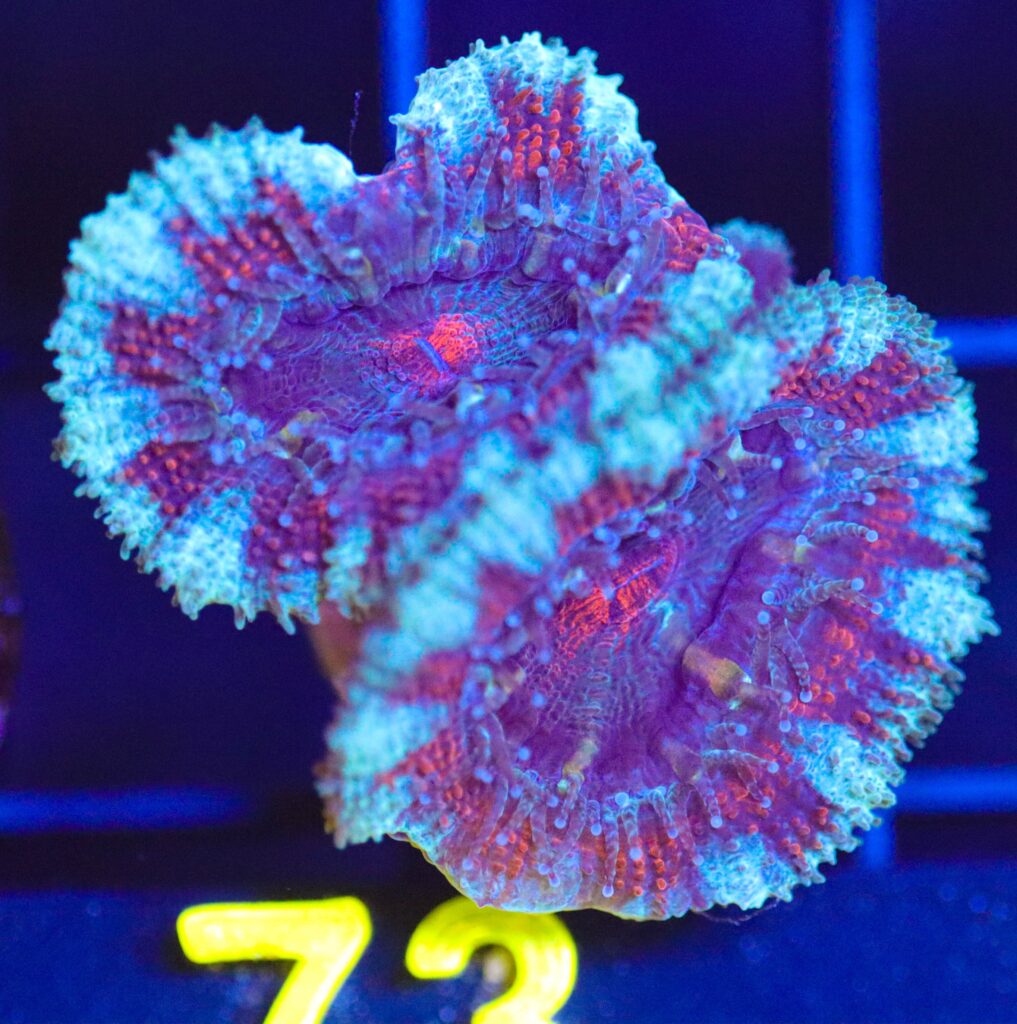 Frag Box Corals