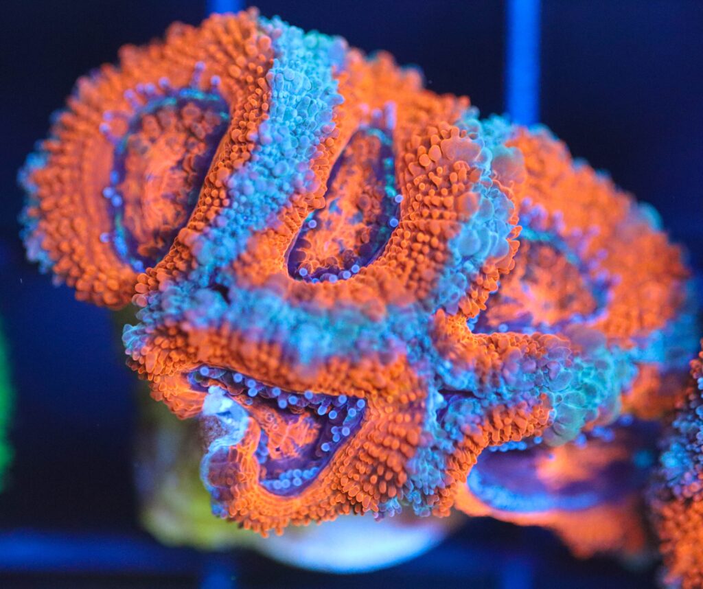 Frag Box Corals