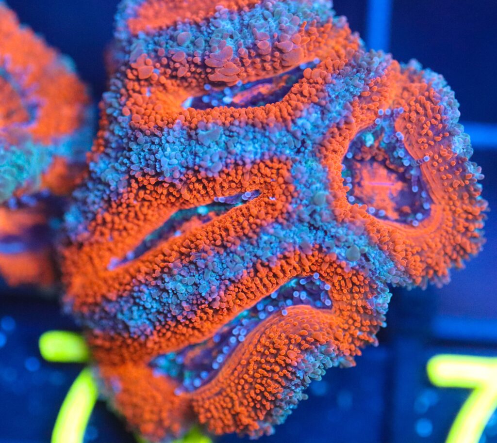Frag Box Corals