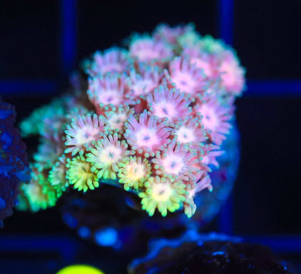 Frag Box Corals