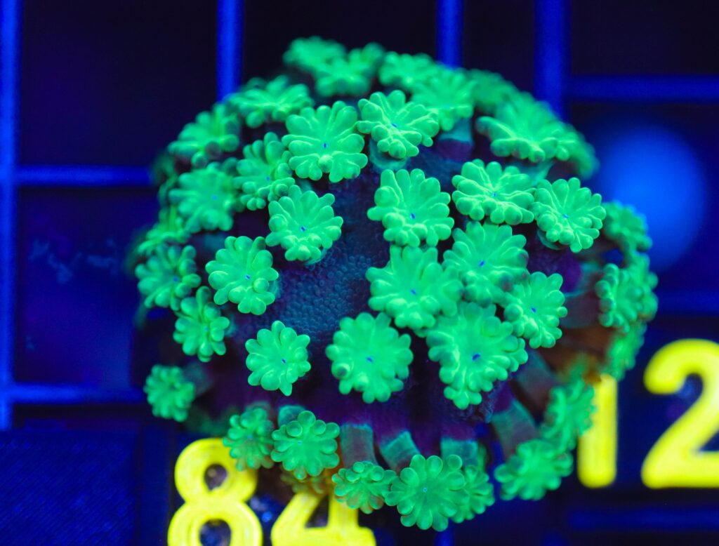 Frag Box Corals
