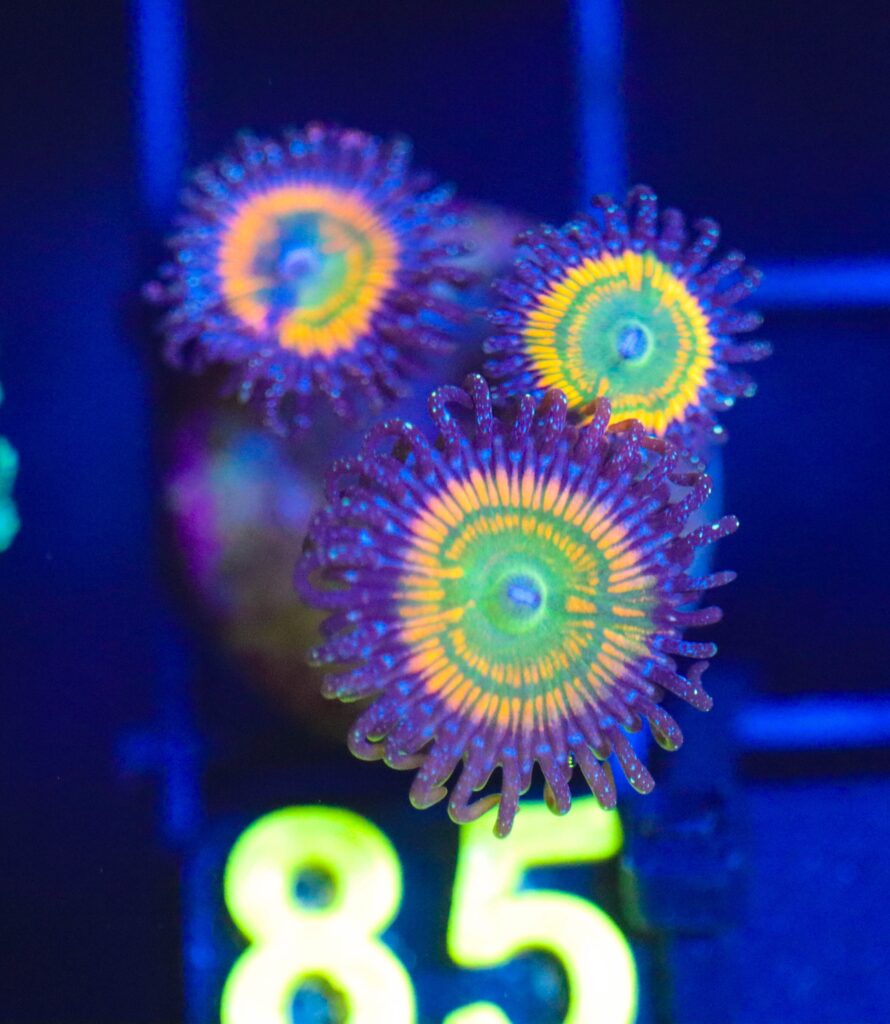 Frag Box Corals