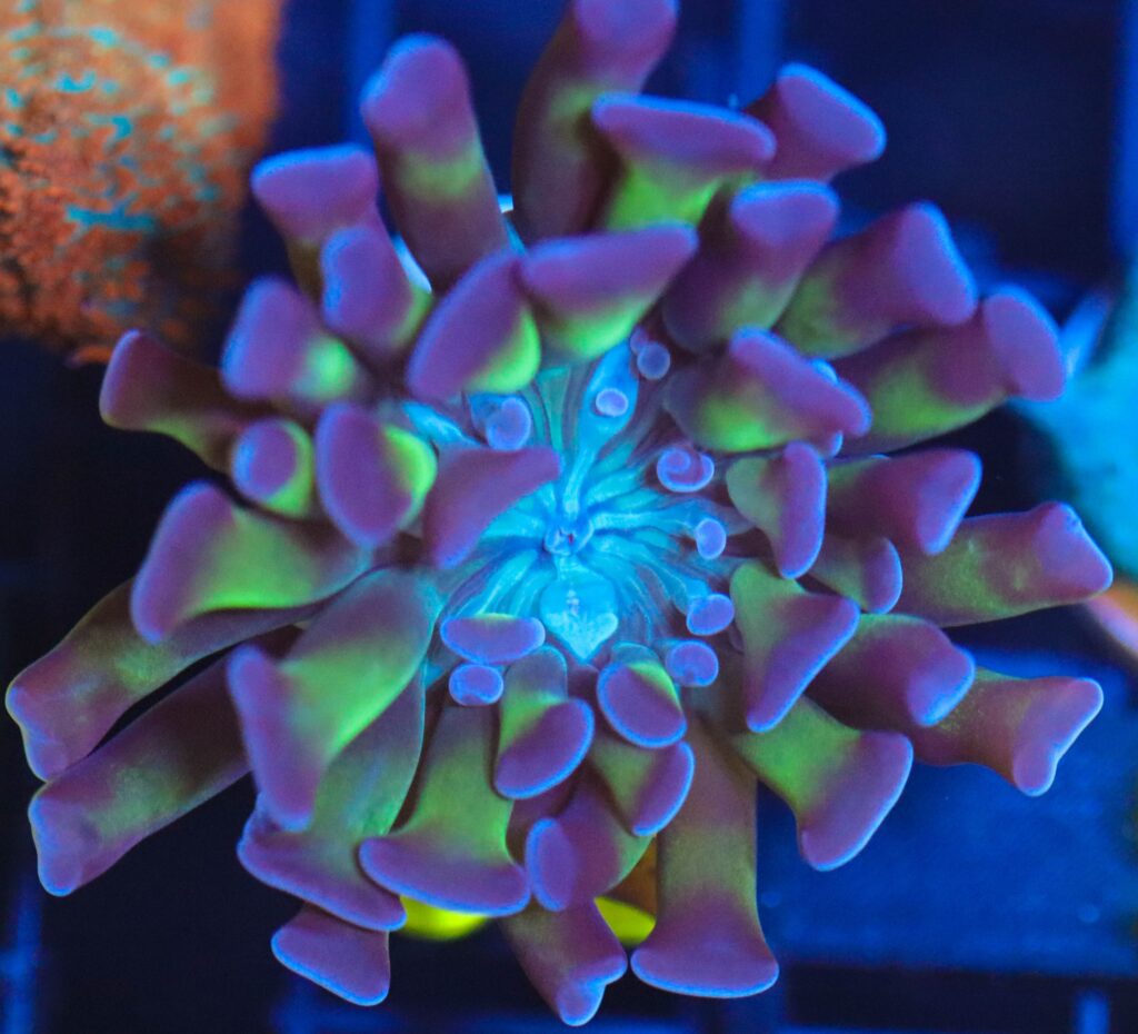 Frag Box Corals
