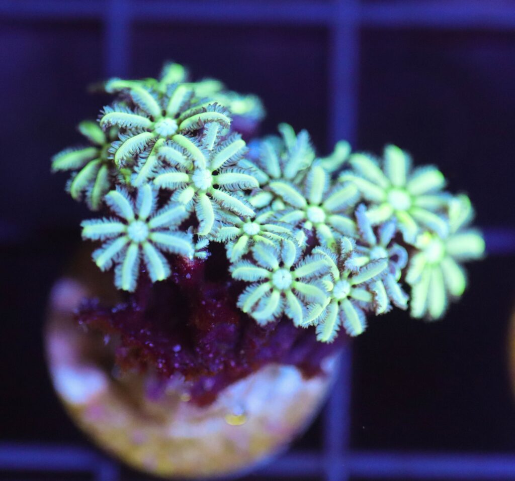 Frag Box Corals