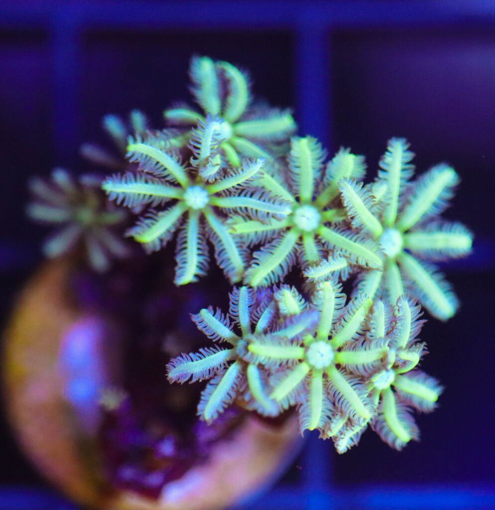 Frag Box Corals