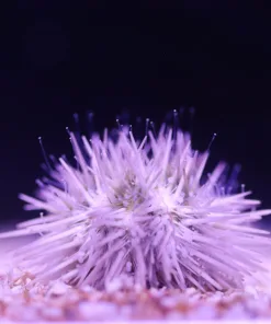 Smaller White Pin Cushion Urchin (white / pink variety)
