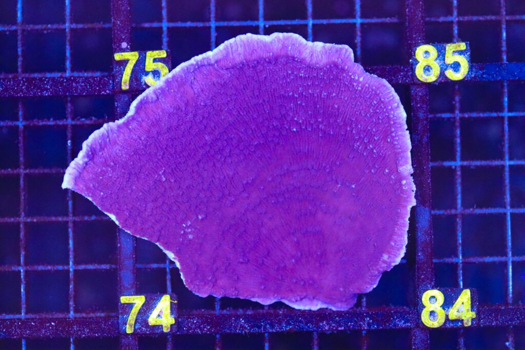 Frag Box Corals