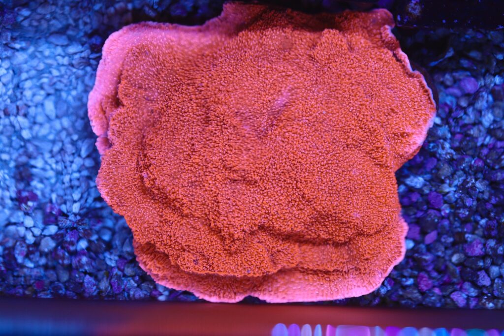 Frag Box Corals