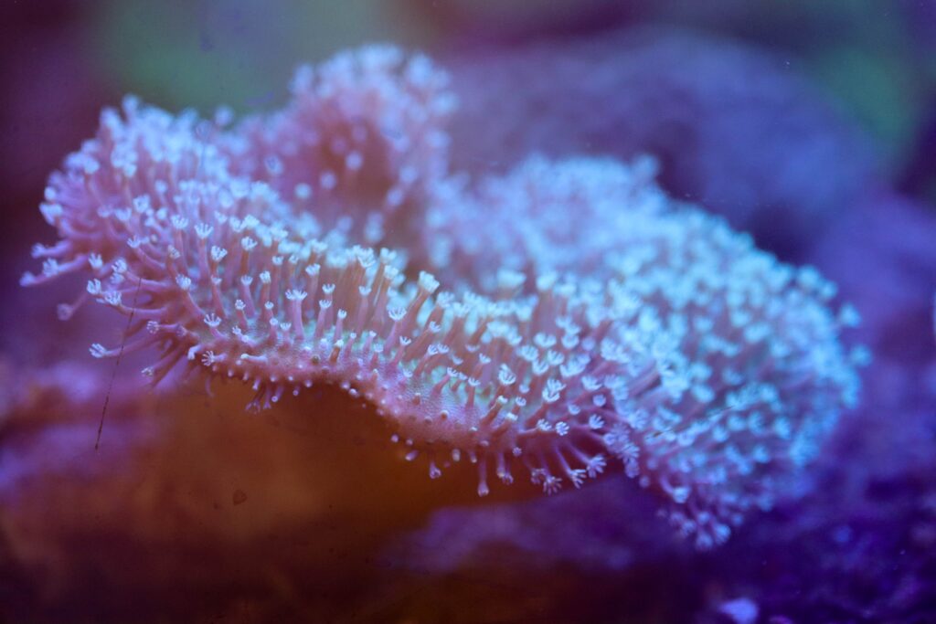Frag Box Corals