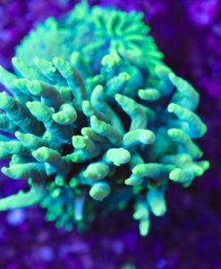 Acropora Caroliniana 1'' Frag * Crazy rare species*
