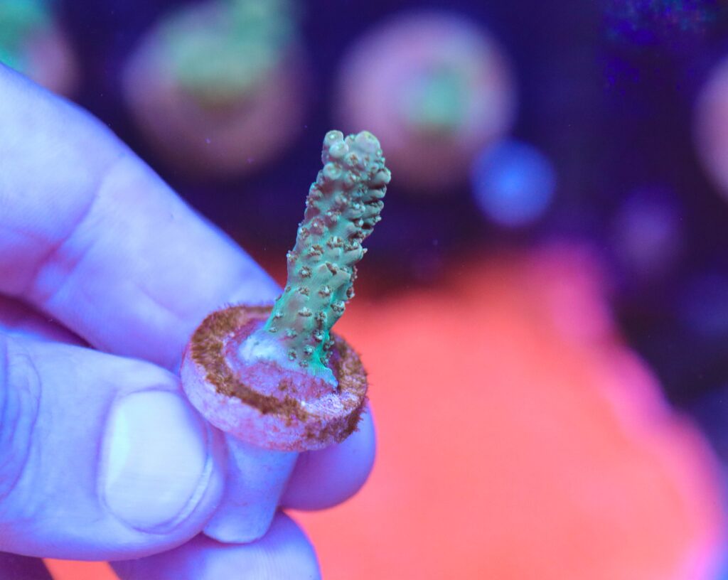 Frag Box Corals