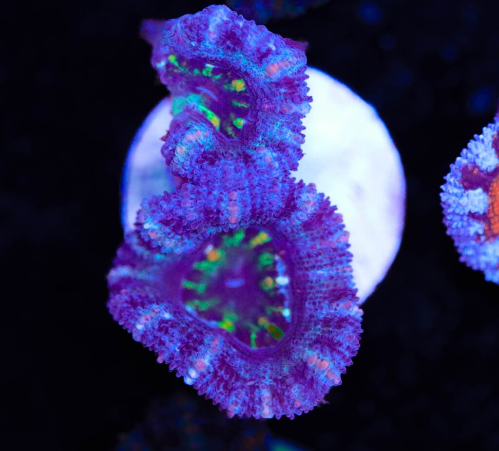 Frag Box Corals