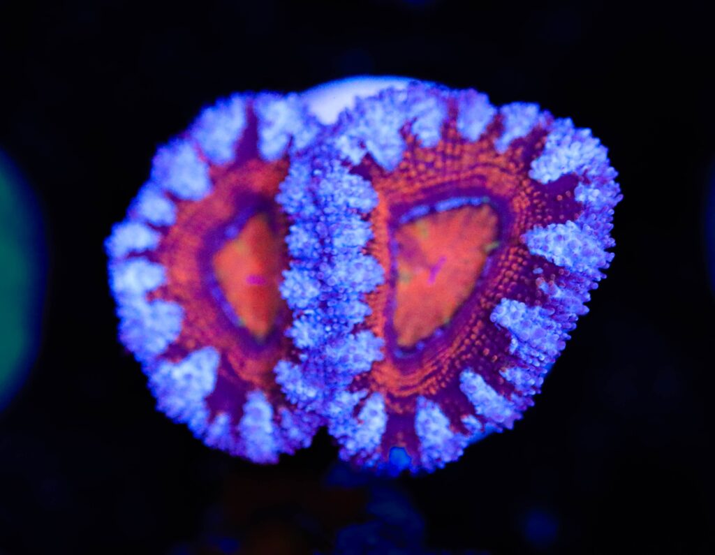 Frag Box Corals