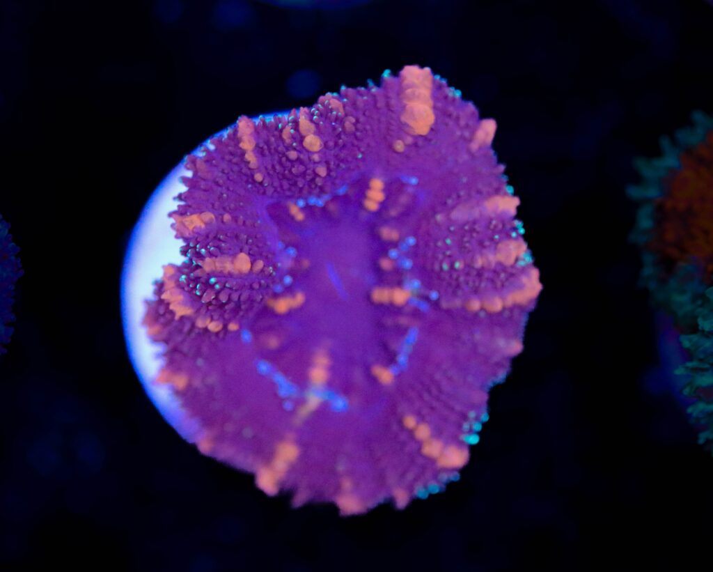 Frag Box Corals