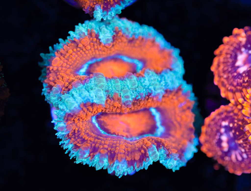 Frag Box Corals