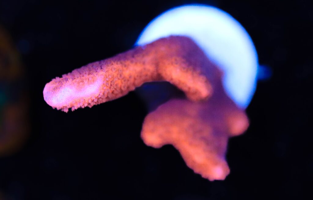 Frag Box Corals