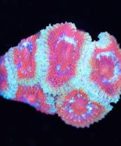 Acan Micrmoussa Frag (Row #45:B)