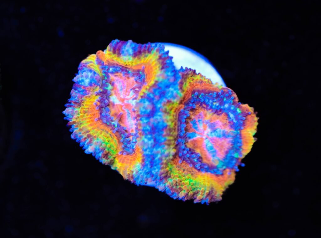 Frag Box Corals