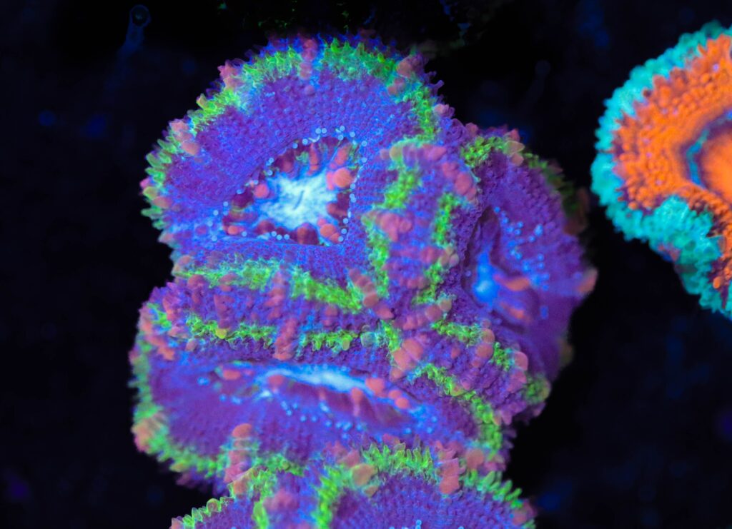 Frag Box Corals
