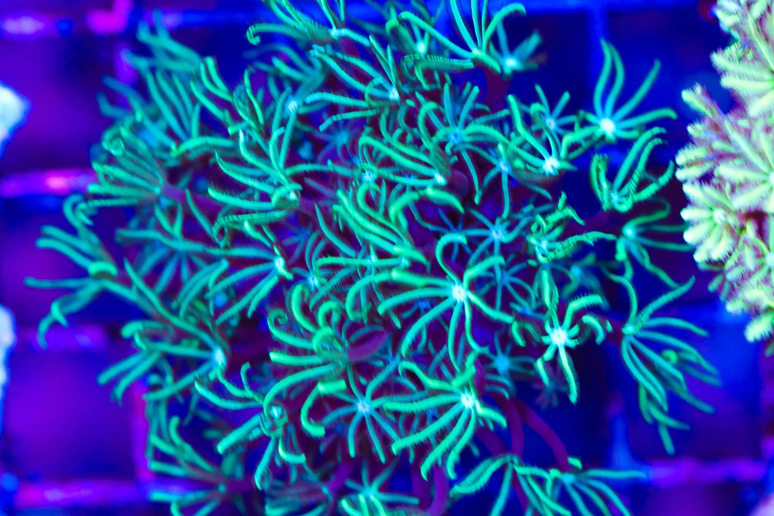 Frag Box Corals
