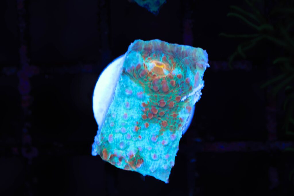 Frag Box Corals