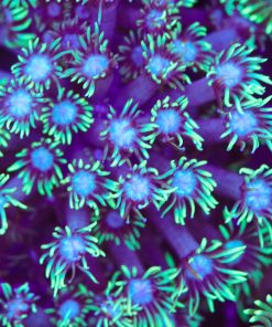 White Mouth Flowerpot Coral Frag  (Row #72)