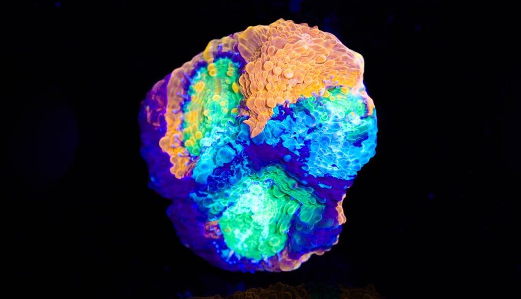 Frag Box Corals