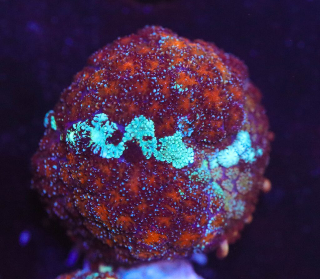 Frag Box Corals