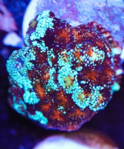 Rhodactis Bryoides Mushroom Coral