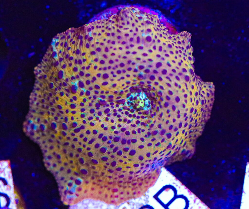 Frag Box Corals
