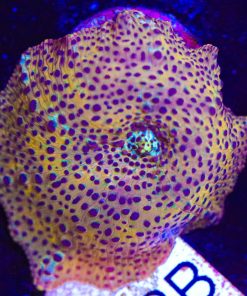 Leopard Mushroom Frag (Row #98:B)