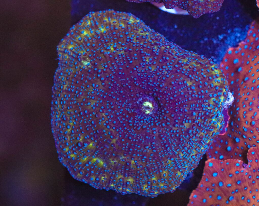 Frag Box Corals