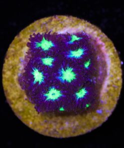 Small Blue Cookie Dough Cyphastrea Frag
