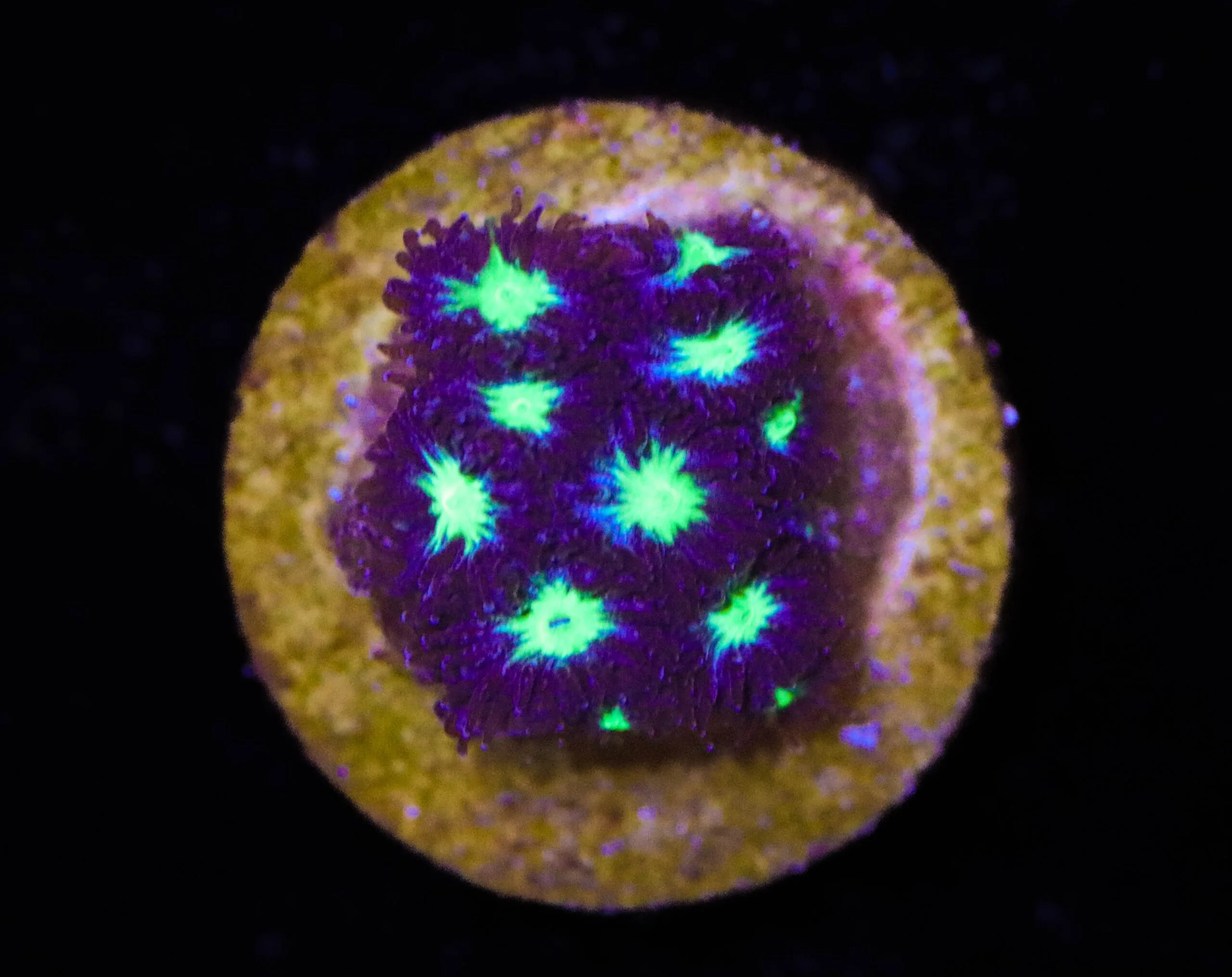 Frag Box Corals