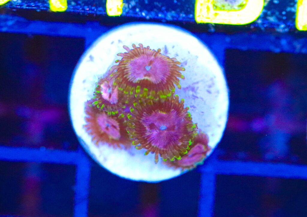 Frag Box Corals