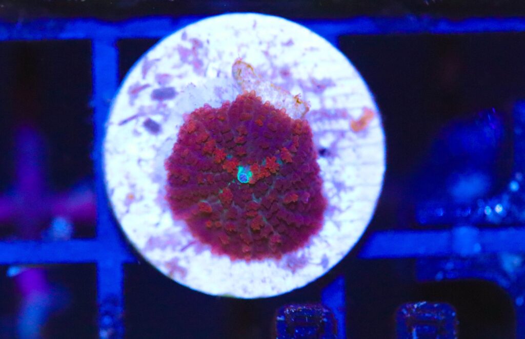 Frag Box Corals