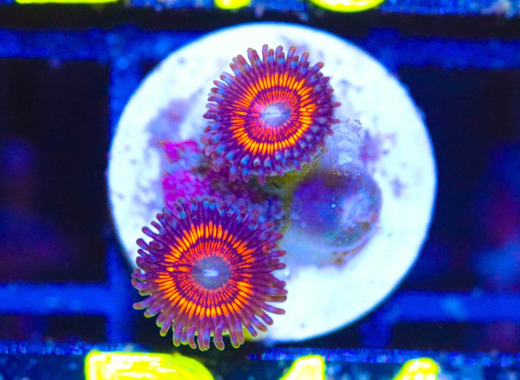 Frag Box Corals