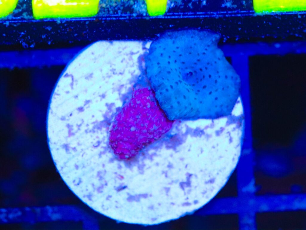 Frag Box Corals