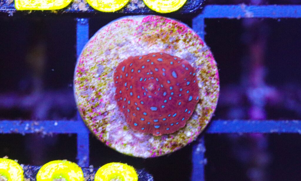 Frag Box Corals