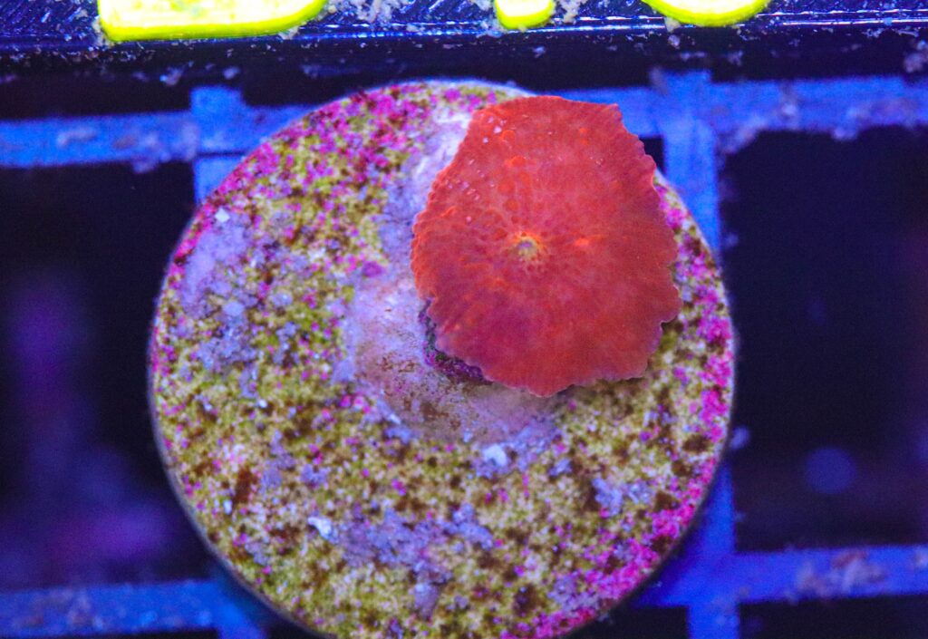Frag Box Corals