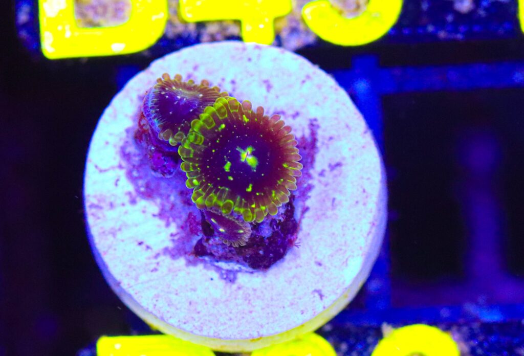 Frag Box Corals