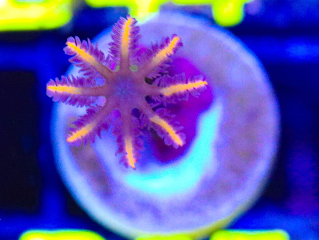 Frag Box Corals