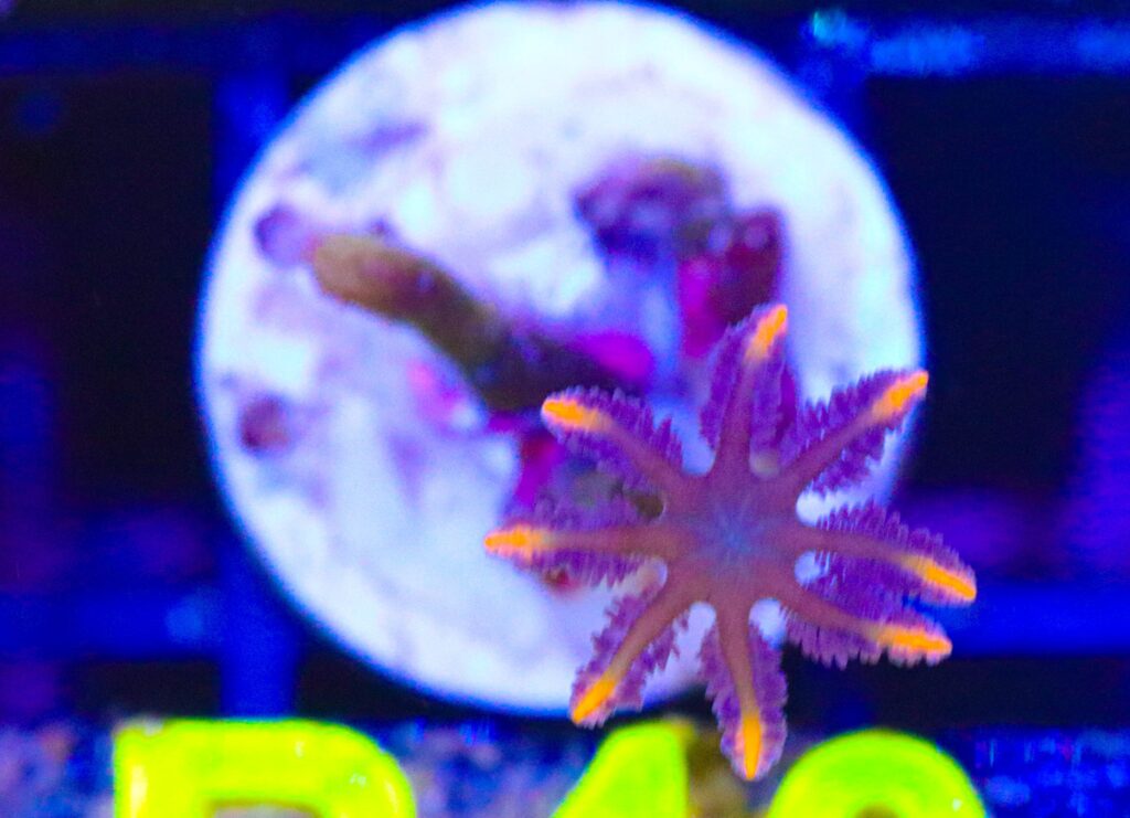 Frag Box Corals