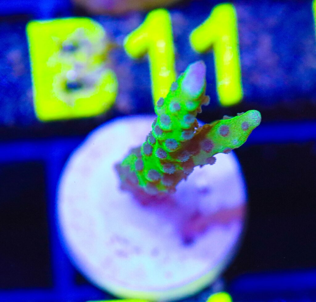 Frag Box Corals