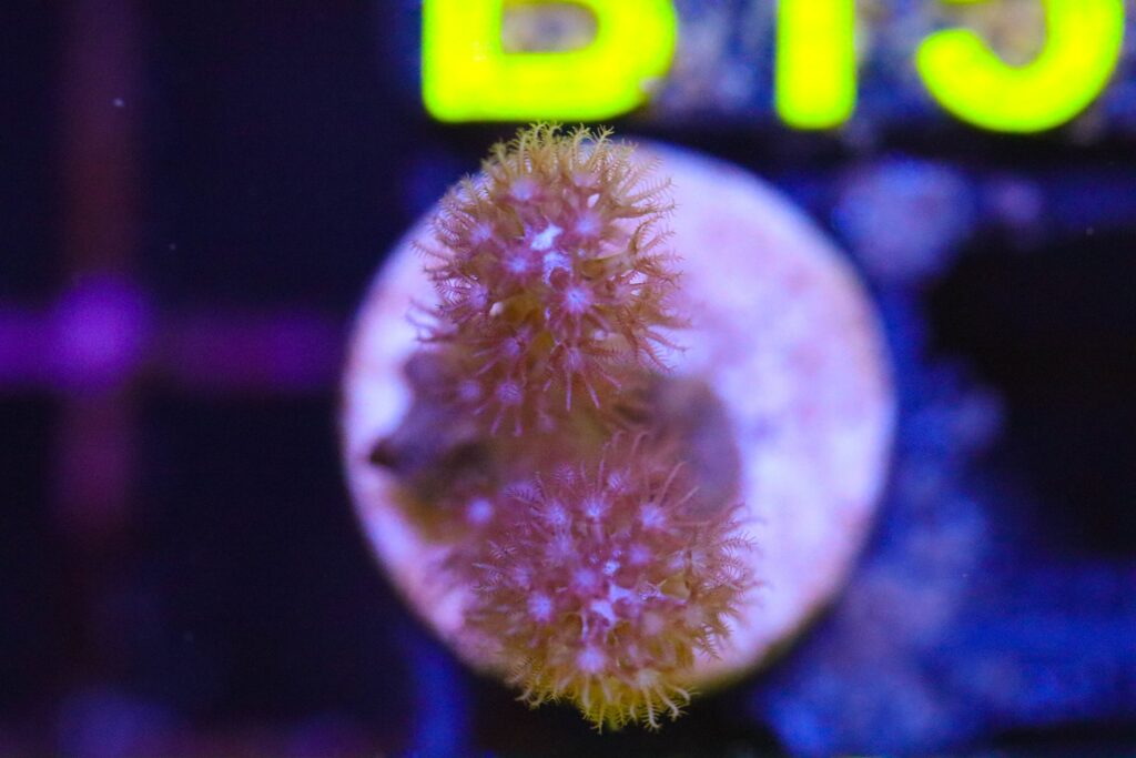 Frag Box Corals