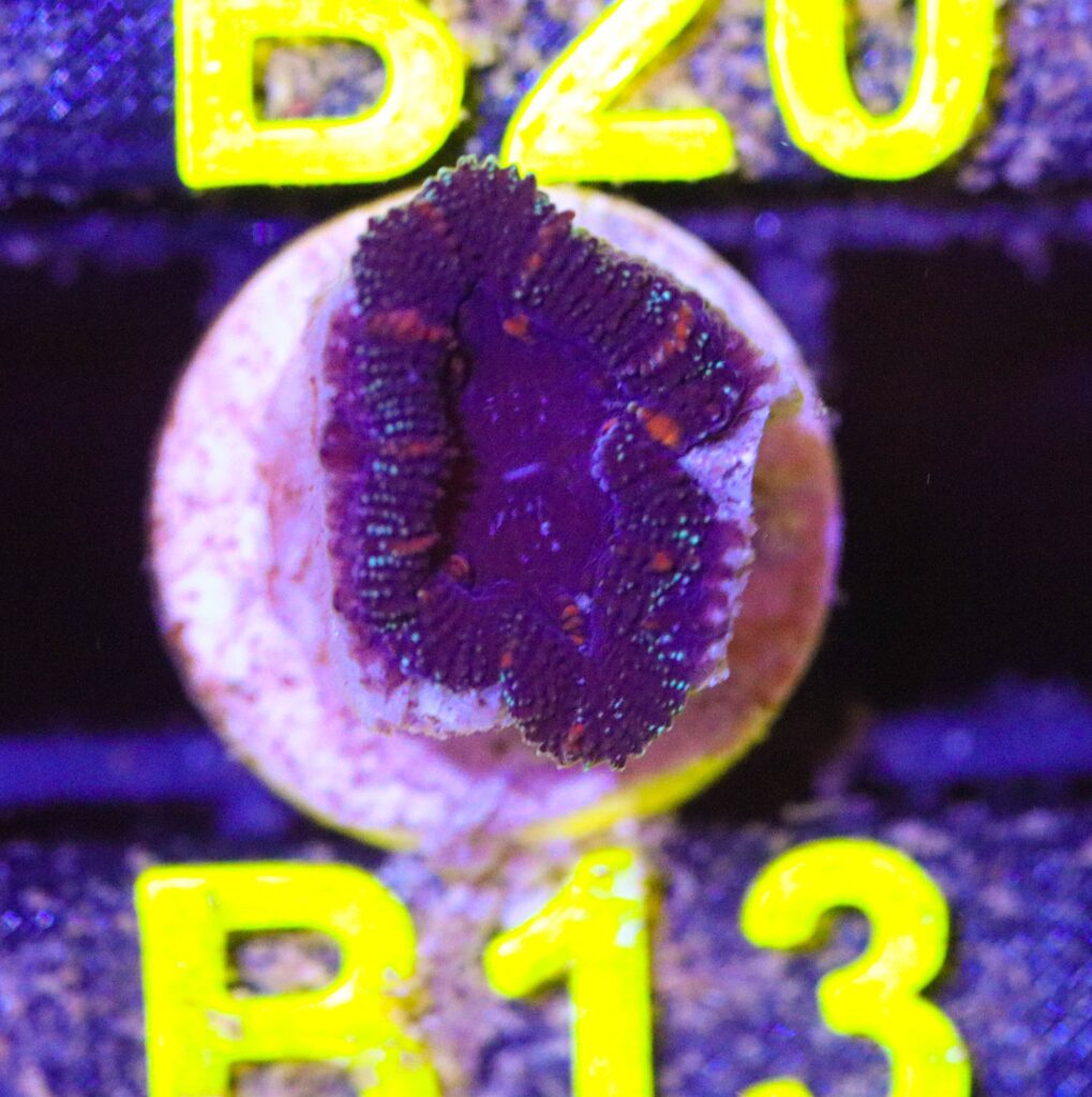 Frag Box Corals