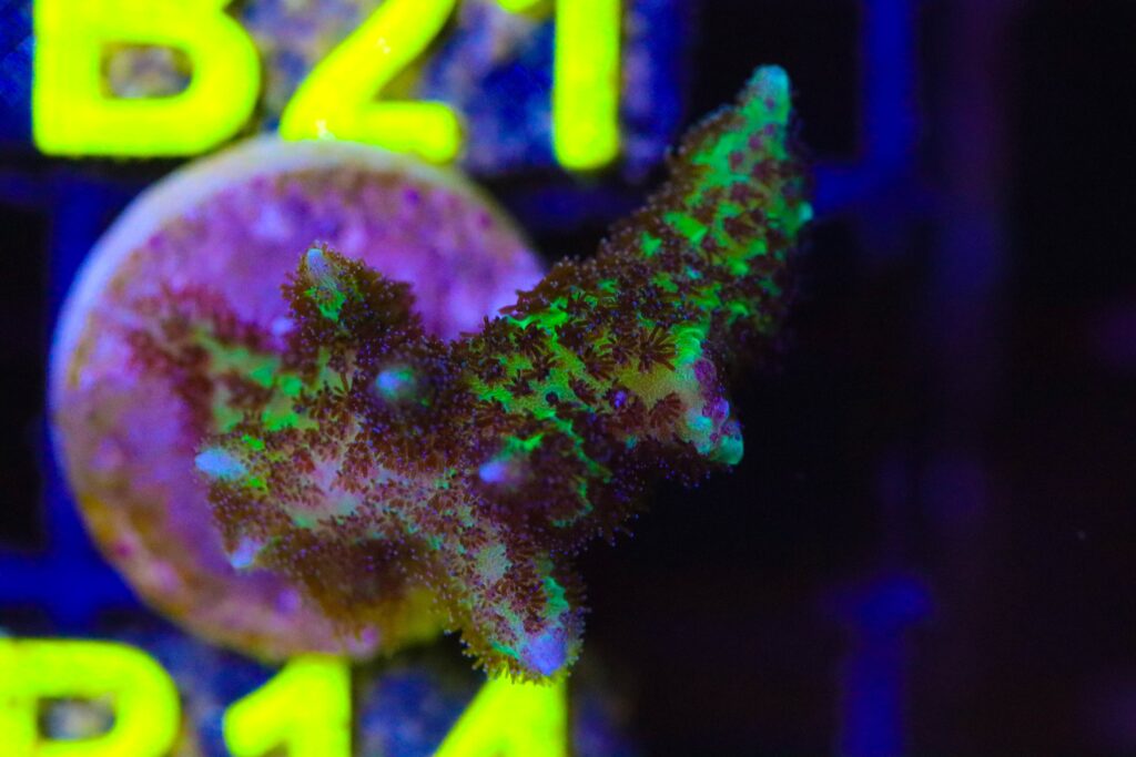 Frag Box Corals