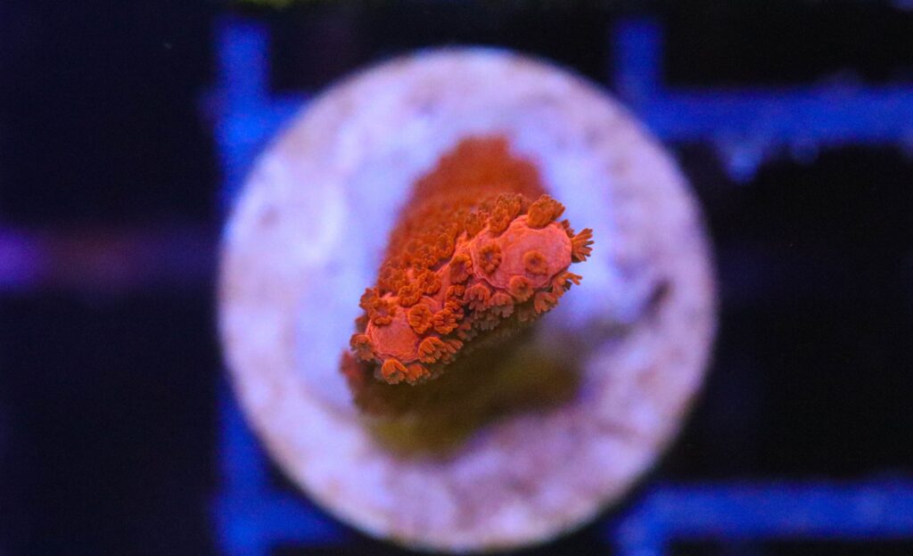 Frag Box Corals