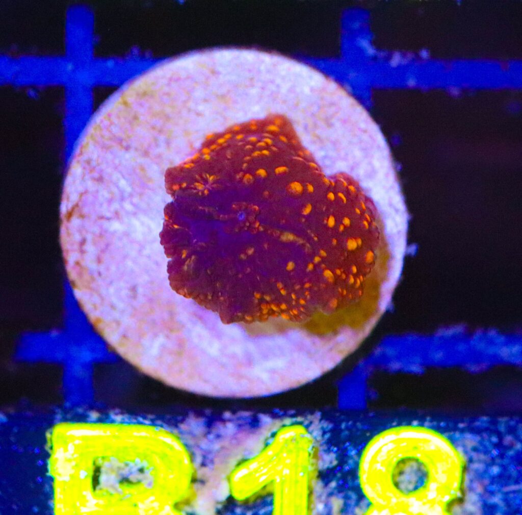 Frag Box Corals