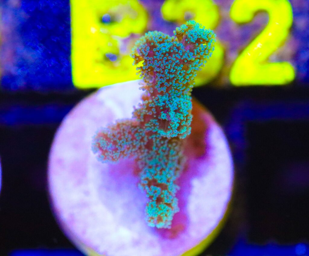 Frag Box Corals